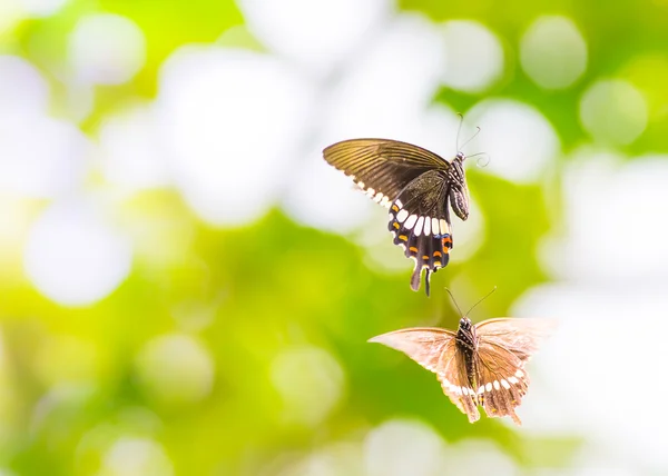 Beautiful butterfly — Stock Photo, Image