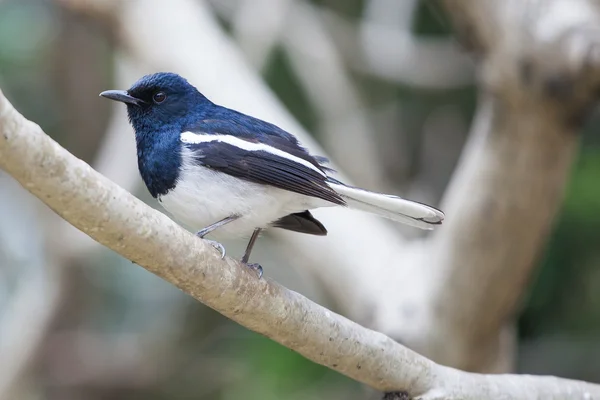 Bird — Stock Photo, Image