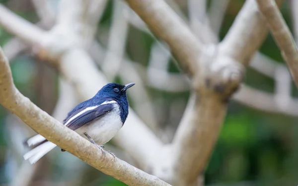 鳥 — ストック写真