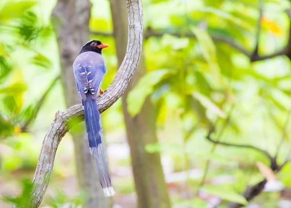 Pájaro — Foto de Stock