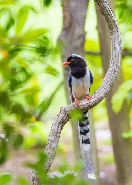 Bird — Stock Photo, Image