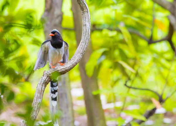 Pájaro — Foto de Stock