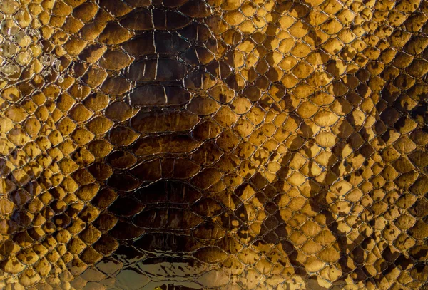 Reptil piel patrón fondo — Foto de Stock