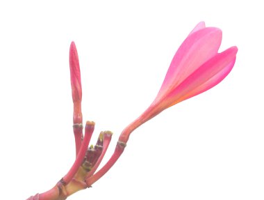 Beyaz arka plan üzerinde izole genç pembe frangipani