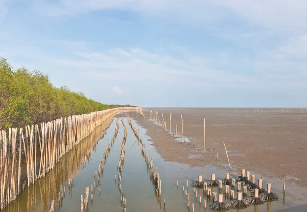 Vista panorámica del sitio de conservación de manglares costeros — Foto de Stock