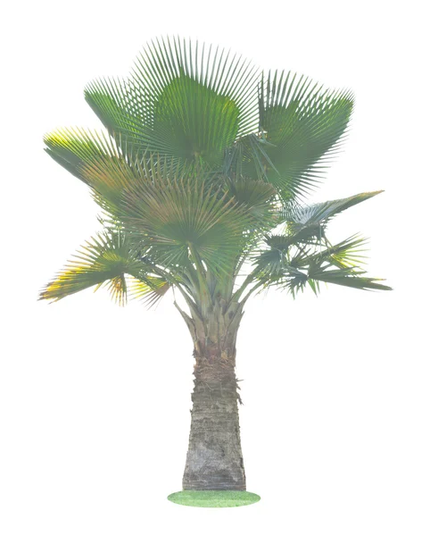 La palmera Yarey (Copernicia baileyana) aislada sobre fondo blanco — Foto de Stock