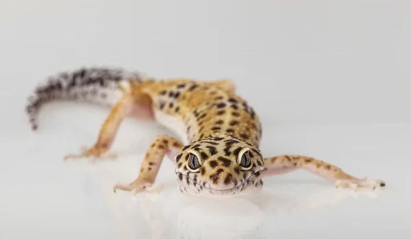 Leopar gecko kertenkele — Stok fotoğraf