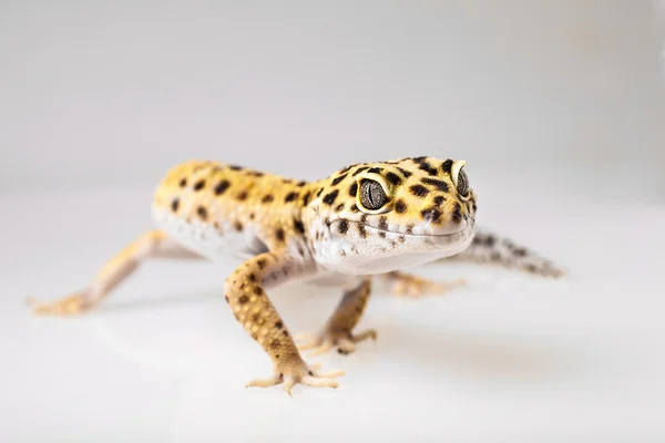 Lampart gecko jaszczurka — Zdjęcie stockowe