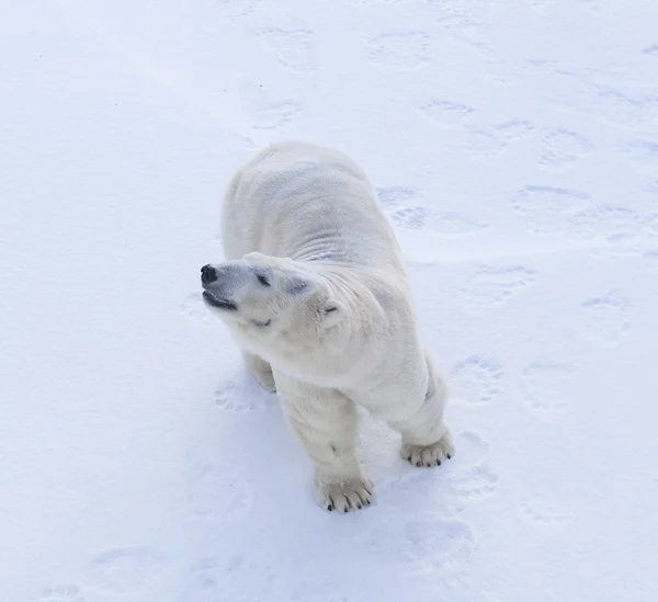 Eisbär — Stockfoto