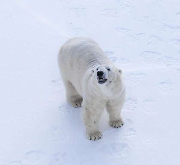 Eisbär — Stockfoto