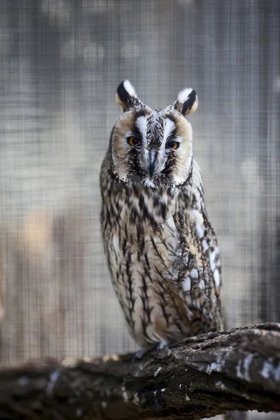 Hosszú füles owl — Stock Fotó
