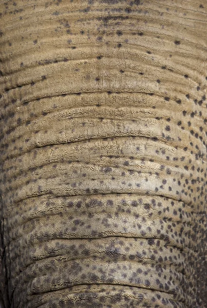 Elephant skin — Stock Photo, Image