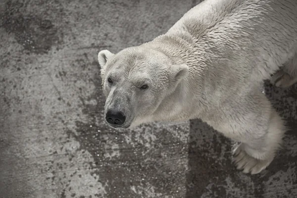 Oso polar — Foto de Stock