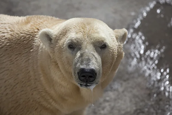 Πολική αρκούδα — Φωτογραφία Αρχείου