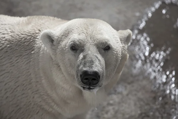 Oso polar —  Fotos de Stock