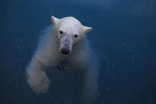 Swimming polar bear — Zdjęcie stockowe