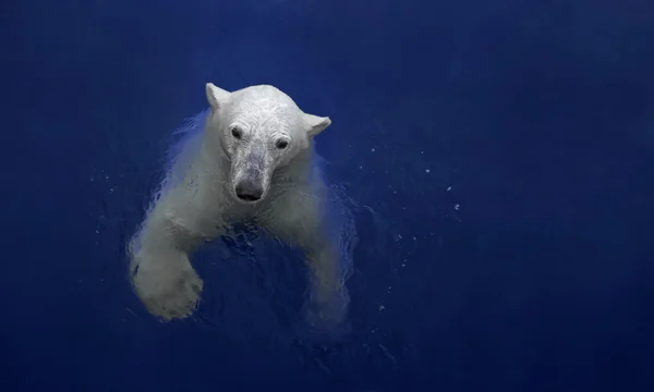 Swimming polar bear — Zdjęcie stockowe