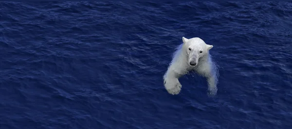 Swimming polar bear — Zdjęcie stockowe