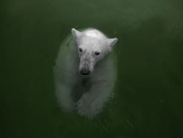 Swimming polar bea