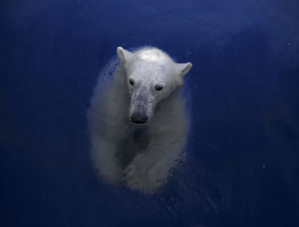 Swimming polar bear — Zdjęcie stockowe