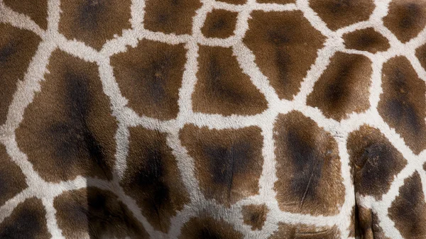 Giraffe шкіри — стокове фото