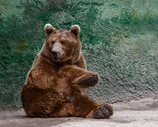 Brown bear — Stock Photo, Image