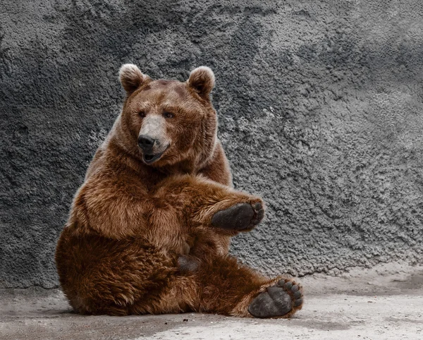 Brown bear — Stock Photo, Image