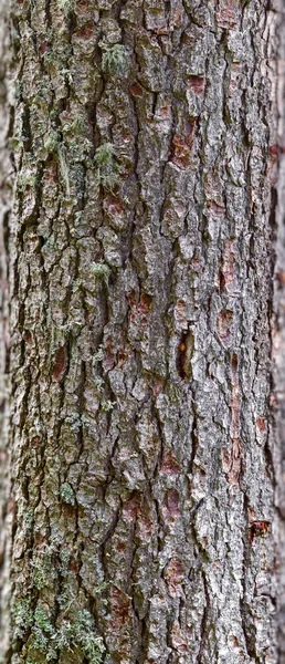 Corteccia di pino — Foto Stock