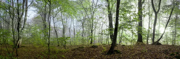 Rano w lesie — Zdjęcie stockowe