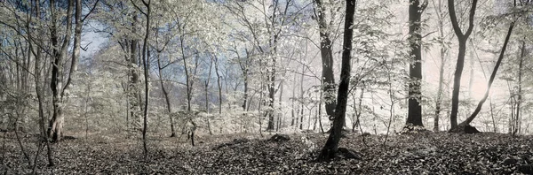 Dimineața în pădure — Fotografie, imagine de stoc