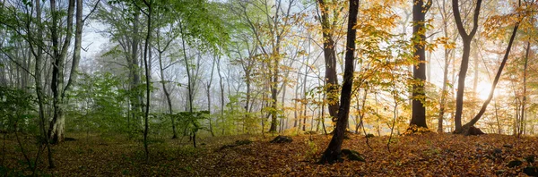 在森林的早晨 — 图库照片