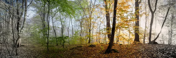 Ráno v lese — Stock fotografie