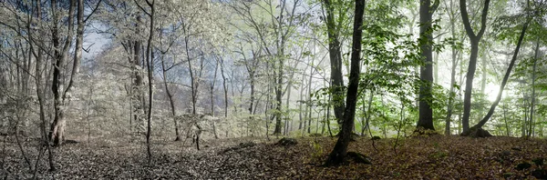 森の朝 — ストック写真
