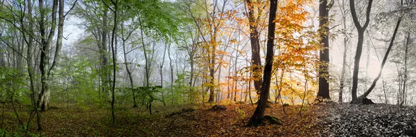 Manhã na floresta — Fotografia de Stock