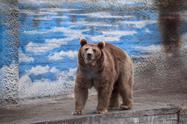 Urso no zoológico — Fotografia de Stock
