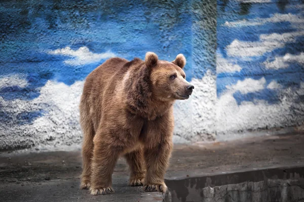 Bär im Zoo — Stockfoto