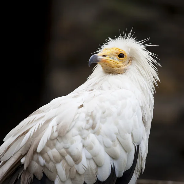 White vulture — Stock Photo, Image