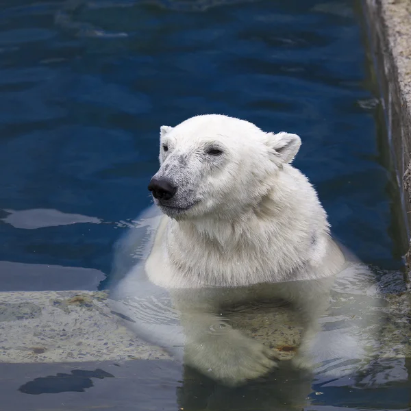 Polar bear Stock Image