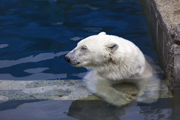 Oso polar Imagen de archivo