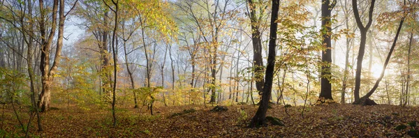 森の朝 — ストック写真