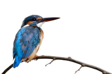 Büyük gagaları ile şişman mavi ve kahverengi kuş sakince ahşap dal üzerine tüneyerek, beyaz arka planda izole kralbalıkçı (alcedo)