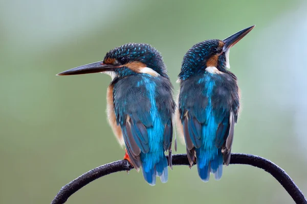 Doce Casal Passarinhos Azuis Sentados Juntos Ramo Curva Kingfisher Comum — Fotografia de Stock