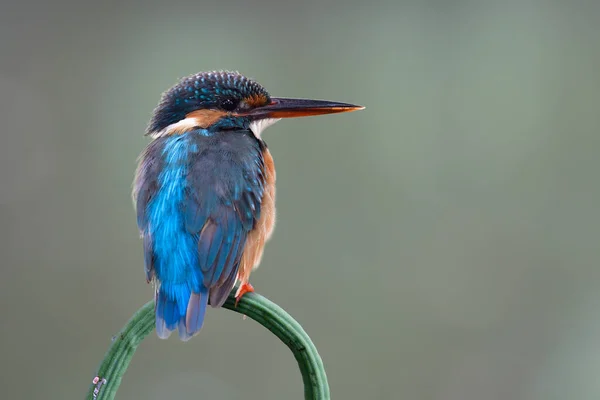 Adorável Pássaro Kingfisher Poleiro Curva Verde Videira Expor Sobre Borrão — Fotografia de Stock
