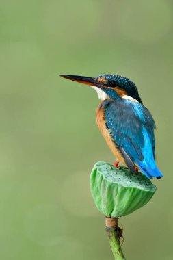 Nilüfer çiçeğine tüneyen küçük güzel mavi kuş mutlu kuyruğunu sallayarak, ortak Kingfisher (alcedo at this)
