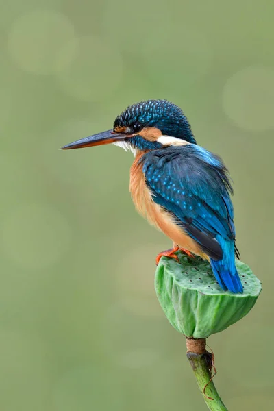 Schöner Blauer Vogel Mit Stachelkopf Der Sich Auf Lotusblume Ruhigen — Stockfoto