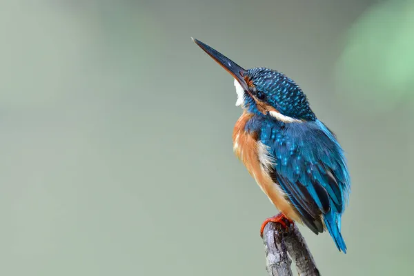Keskin Gagalarıyla Gökyüzüne Bakan Sevimli Mavi Kuş Coomon Kingfisher Alcedo — Stok fotoğraf
