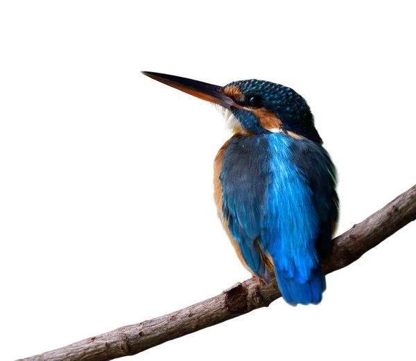 Eisvogel Schöner Blauer Vogel Mit Leuchtenden Federn Auf Dem Rücken — Stockfoto