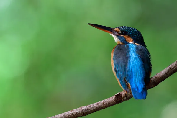 Solitario Uccello Blu Seduto Sulla Vite Curbe Giorno Morbido Buio — Foto Stock