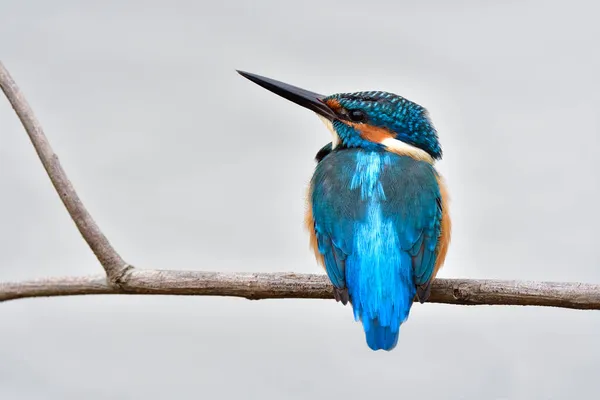 Burung Biru Kesepian Duduk Cabang Kayu Kering Atas Air Putih — Stok Foto