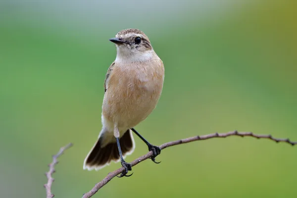 Scharfe Augen Und Klare Federn Eines Braunen Vogels Der Auf — Stockfoto